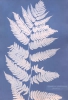 Aspidium Goldianum