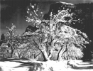 Half Dome, Apple Orchard, Yosemite (trees with snow on branches)