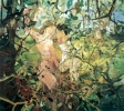 Teenage Wildlife